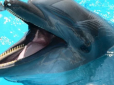 У Бердянську дельфіни біля самого берега вистрибували з води і гралися з людьми: Мережу зворушило відео