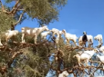 Стадо кіз залізло на дерево - це відео вразило мережу і стало вірусним