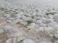 Узбережжя Азову після шторму перетворилося на желе з медуз (фото)