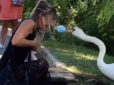 Дівчина c маскою на підборідді нахилилася до лебедя і отримала по заслугах - дистанції дотримуються навіть тварини (відео)