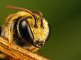З архіву ПУ. Бешкетують і знищують вулики: Волинь атакують агресивні п'яні бджоли (відео)