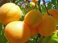 Природна аномалія: На Запоріжчині заплодоносило абрикосове дерево