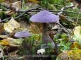 Рідкісні гриби незвичайного кольору виявили у Біловезькій пущі