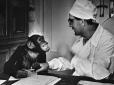 Моторошний експеримент: Чим закінчилося схрещування шимпанзе і людини