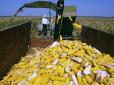 Вітчизняні аграрії потирають руки: Значно зросли експортні ціни на українську кукурудзу