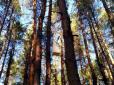 У Луганській області на місці масштабних лісових пожеж знайдено засоби і  знаряддя підпалу