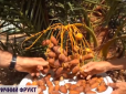 Не фантастика! В Ізраїлі вчені відродили древній фрукт, якому понад 2 тисячі років (відео)