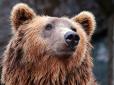 Справжній жах, все сталося миттєво: У Китаї ведмеді роздерли співробітника парку на очах у відвідувачів