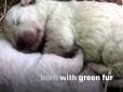 Назвали Фісташкою: В Італії щеня народилося із зеленою шерстю (відео)