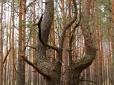 У всіляких і неможливих формах: У мережі показали дивні дерева лісів Чорнобильської зони (фото)