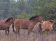 Циганка Аза чкурнула на волю: У Чорнобильській зоні до табуну диких коней Пржевальського прибилась свійська кобила