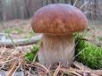 Знахідка приємно здивувала: На Чернігівщині знайшли гігантський білий гриб (фото)