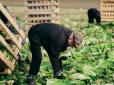 Садять і агрокомпанії, і фермери-одноосібники: Пекінська капуста стала прибутковим бізнесом на Волині