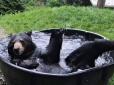 Гігієна понад усе: Ведмедик, який приймає ванну, підкорив мережу (відео)