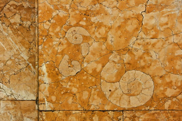 Фрагмент облицювальної плити з Новоселицького мармуру зі зрізами скам'янілих раковин амоніту на станції Університет. Фото Олега Тоцького
