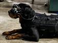 Кінолог керуватиме песиком на відстані: Армія США розробляє систему доповненої реальності для військових собак