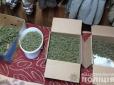 Мешканець Донеччини на присадибній ділянці виростив марихуани на ... мільярд гривень