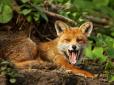 На Одещині агресивна лисиця напала на прикордонника з собакою