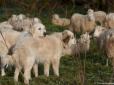 Сірі хижаки атакують: Фермери купують вівчарок по 3 000 євро, щоб захиститися від вовків
