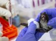 У китайських кажанів виявили нові види коронавірусу, які передаються людям, - вірусолог