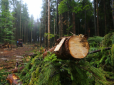 Лоббісти з Центральної Європи спіймали облизня: Україна відстояла право забороняти експорт лісу