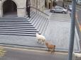 Намагались терміново потрапити в ратушу: У Туреччині стадо овець переслідувало охоронців (відео)