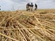 Невеселий підсумок сезону: Урожай зерна в Україні став найбіднішим за останні роки