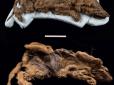 Ровісник мамонтів та шаблезубих левів: На родовищі золота виявили мумію доісторичного вовка (фото)