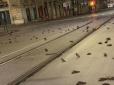 Свято перетворилося на пекло: У Римі сотні птахів загинули внаслідок новорічних феєрверків (фото, відео)