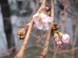 Погода збила з пантелику: На Закарпатті посеред зими розцвіла сакура (фото)