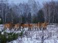 У засніженому Чорнобильському заповіднику помітили табун коней Пржевальського (фото)