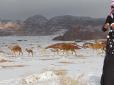 Верблюди та бедуїни в шоці: У Сахарі випав сніг