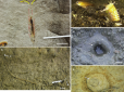 Вчені знайшли лігво гігантського підводного хробака - жив 20 млн років тому і перегризав жертву навпіл (фото, відео)