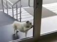 Милота: У Туреччині пес кілька днів чекав біля лікарні хворого на коронавірус господаря (відео)