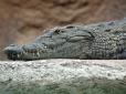 Врятував міцний череп: Плаваючи у річці, австралієць потрапив крокодилові у пащу