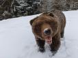 Наче діти: Як синевирські ведмеді радіють снігу (фото, відео)