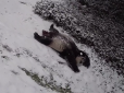 Як діти: Зоопарк Вашингтона показав, як панди радіють снігу і з'їжджають з гірки вниз головою (відео)