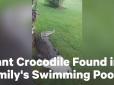 Сховався від дощу: Сім'я виявила у своєму басейні незваного гостя (відео)