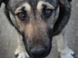 Тиждень лежав із переломом у горах: Собака врятував життя 33-річному італійцю (відео)