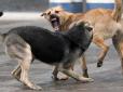 Поки когось з перехожих не загризуть, владі нема діла: У Дніпрі зграя бездомних собак нападає на людей (відео)