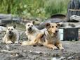 Минулого року в селі зник місцевий житель: На Львівщині собаки притягли на подвір'я людську ногу (відео)