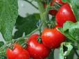 Неймовірно, але факт: Науковці встановили, що помідори вміють попереджати про небезпеку та кликати підмогу
