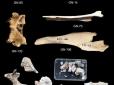 Вчені знайшли останки вовків, яким 16 тис. років, і дізналися, як їх 