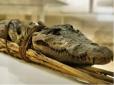 Неймовірно!  Папіруси з літературними творами Стародавнього Єгипту виявили в ...муміях крокодилів