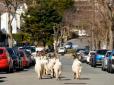 Наче кадри з постапокаліпсису: Вулиці британських міст заполонили ... дикі кози