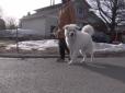 У Канаді собака врятував господиню, яка знепритомніла посеред вулиці (відео)