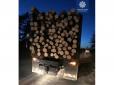 На Луганщині вирубали майже 10 тисяч заповідних сосен, деревину відвантажували на окуповані території