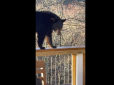 Знає, що таке релакс: Ведмідь пробрався до приватного будинку та влаштував собі відпочинок у джакузі (відео)