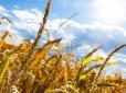 Може бути страшний неврожай: Екологи прогнозують аномально жарке літо в Україні