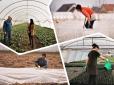 Вже підростає капуста, огірки та інша городина: Теплична долина на Закарпатті (фото, відео)
